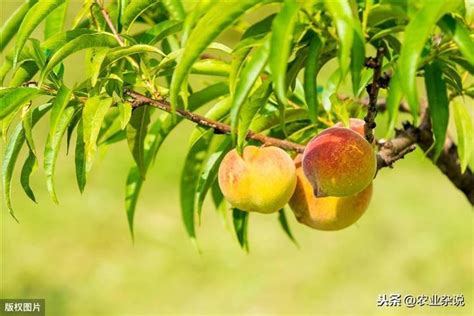 桃樹種子繁殖|【種桃樹】從核果到果香滿枝頭：親手種植桃樹的完整指南！